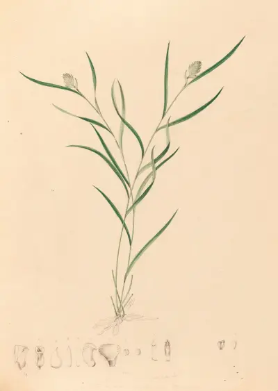 Iconographie des orchidées du Brésil Pl.58 av João Barbosa Rodrigues