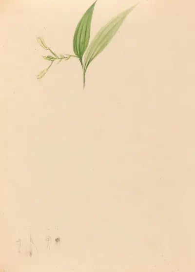 Iconographie des orchidées du Brésil Pl.59 av João Barbosa Rodrigues