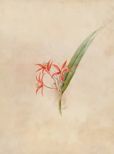 Iconographie des orchidées du Brésil Pl.61 av João Barbosa Rodrigues