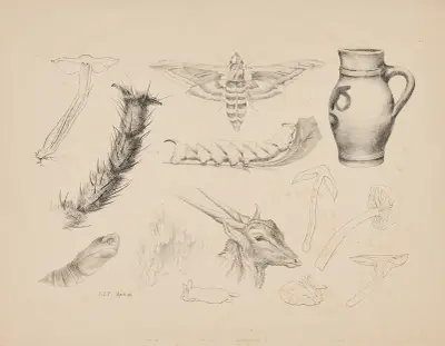 Houby, zvětšená noha mouchy, studie lišaje bezového a jeho životního cyklu, džbán, hlava gazely a králíci, Beatrix Potter