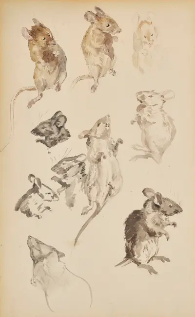 Studie myší, Beatrix Potter