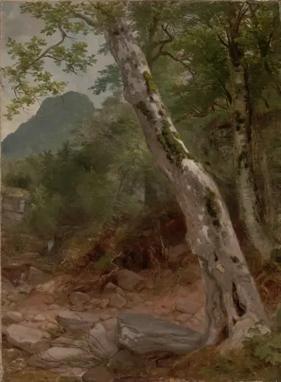 En sykomor, Plaaterkill Clove (Sykomoren, Kaaterskill Clove) av Asher Brown Durand