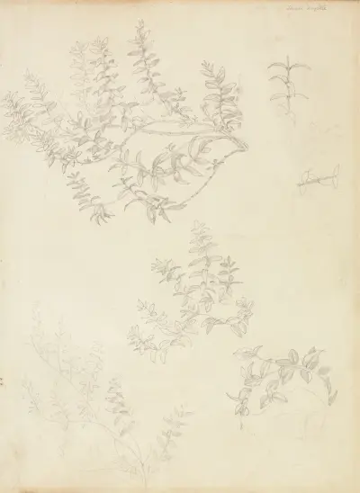 Sketches of Myrtle and a Head Crowned with Myrtle av Sir Edward Coley Burne-Jones