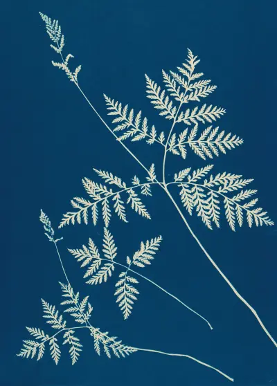 Ferns of Huntington, Long Island Pl.01 av Ella J. C. Hurd
