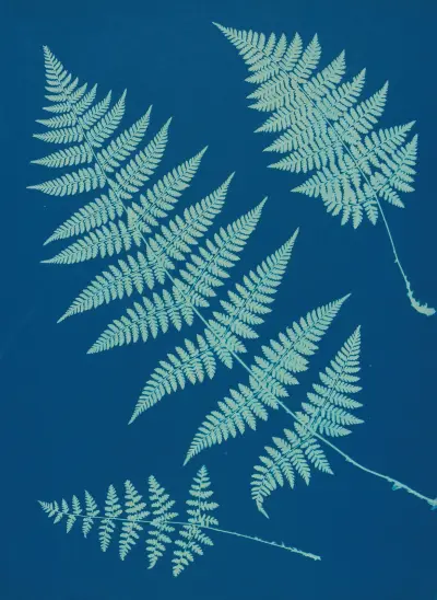 Ferns of Huntington, Long Island Pl.02 av Ella J. C. Hurd