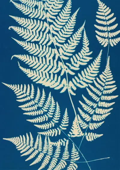Ferns of Huntington, Long Island Pl.04 av Ella J. C. Hurd