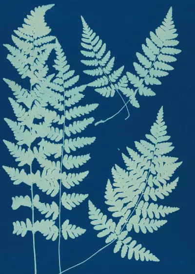 Ferns of Huntington, Long Island Pl.05 av Ella J. C. Hurd