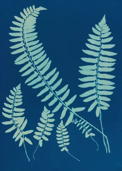 Ferns of Huntington, Long Island Pl.06 av Ella J. C. Hurd