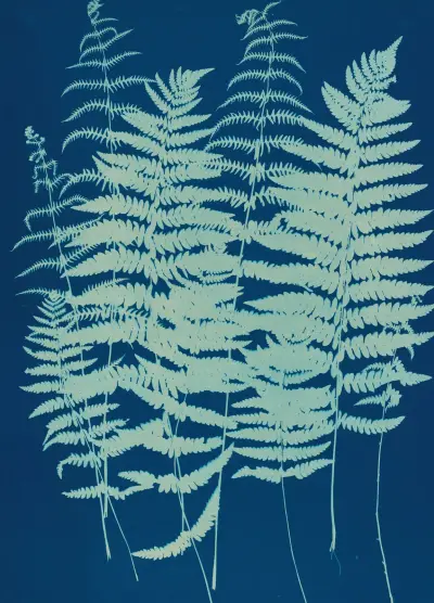 Ferns of Huntington, Long Island Pl.07 av Ella J. C. Hurd