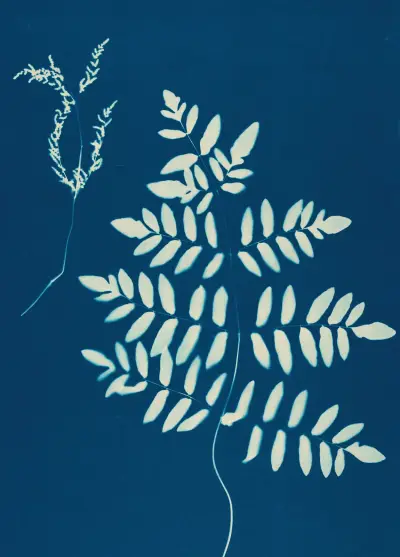 Ferns of Huntington, Long Island Pl.10 av Ella J. C. Hurd