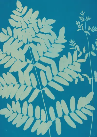 Ferns of Huntington, Long Island Pl.11 av Ella J. C. Hurd