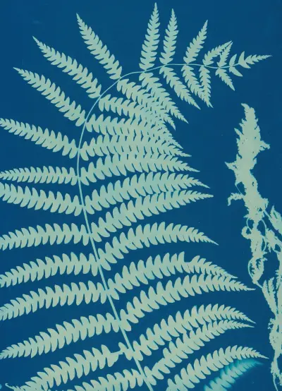 Ferns of Huntington, Long Island Pl.14 av Ella J. C. Hurd