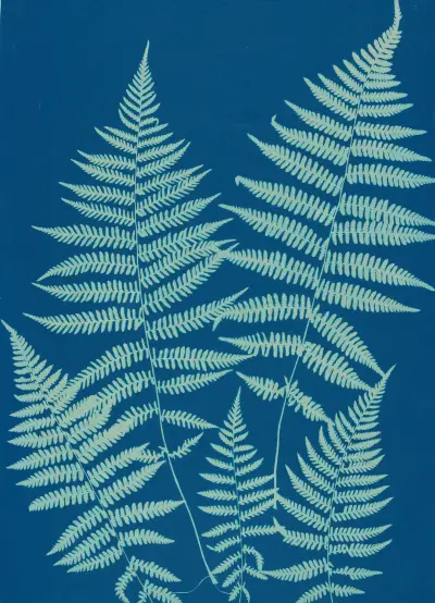 Ferns of Huntington, Long Island Pl.18 av Ella J. C. Hurd