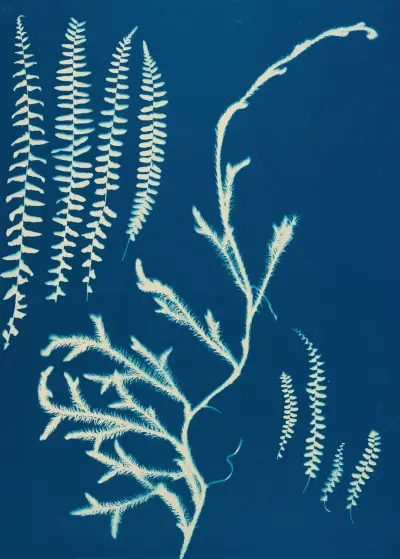 Ferns of Huntington, Long Island Pl.19 av Ella J. C. Hurd