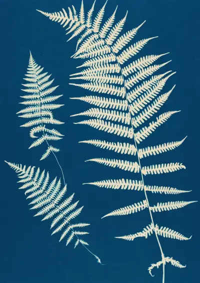 Ferns of Huntington, Long Island Pl.20 av Ella J. C. Hurd