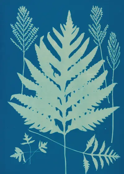 Ferns of Huntington, Long Island Pl.22 av Ella J. C. Hurd