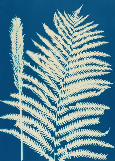 Ferns of Huntington, Long Island Pl.23 av Ella J. C. Hurd