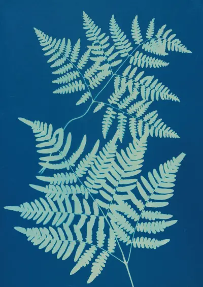 Ferns of Huntington, Long Island Pl.24 av Ella J. C. Hurd