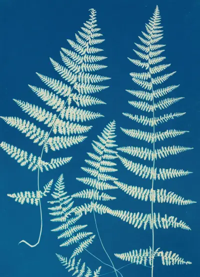 Ferns of Huntington, Long Island Pl.26 av Ella J. C. Hurd