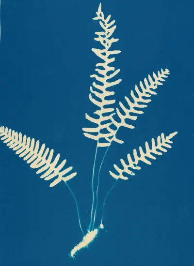 Ferns of Huntington, Long Island Pl.27 av Ella J. C. Hurd