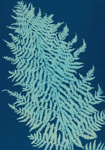 Ferns of Huntington, Long Island Pl.28 av Ella J. C. Hurd