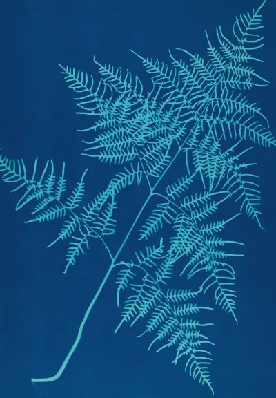 Ferns of Huntington, Long Island Pl.30 av Ella J. C. Hurd