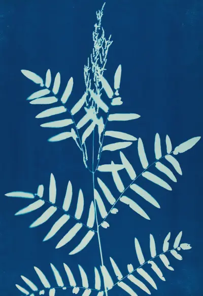 Ferns of Huntington, Long Island Pl.31 av Ella J. C. Hurd