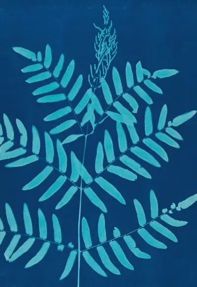 Ferns of Huntington, Long Island Pl.32 av Ella J. C. Hurd