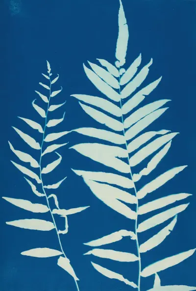 Ferns of Huntington, Long Island Pl.35 av Ella J. C. Hurd