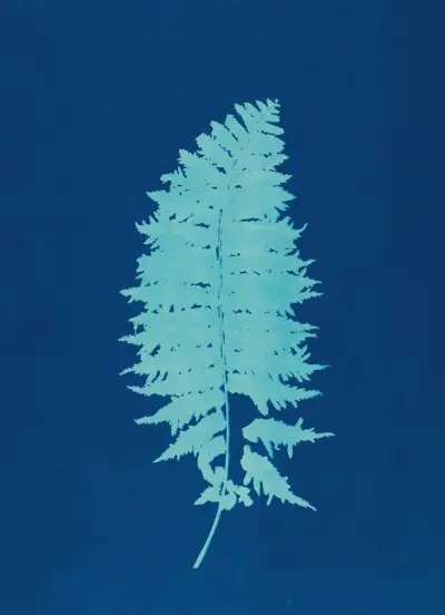 Ferns of Huntington, Long Island Pl.37 av Ella J. C. Hurd