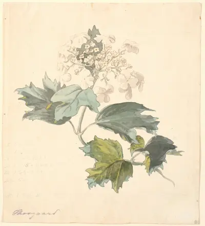 Kalkved (Viburnum) av P. C. Skovgaard