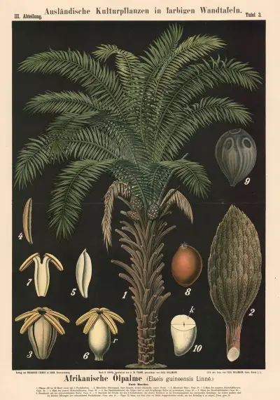 Afrikanische Ölpalme (Elaeis guineensis Linné) av Carl Bollmann
