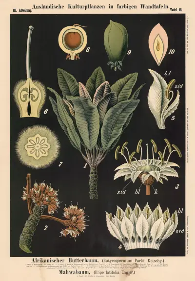 Afrikanischer Butterbaum, (Butyrospermum Par-kii Kotschy). Mahwabaum (Illipe latifolia Engler) av Carl Bollmann