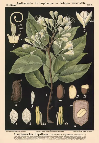 Amerikanischer Kopalbaum, Lokustbaum, (Hymenaea Cour-baril L.) av Carl Bollmann