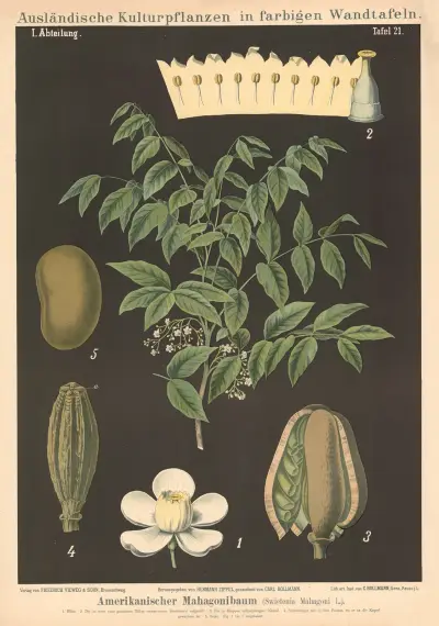 Amerikanskt mahognyträd (Swietenia mahagoni L.) av Carl Bollmann