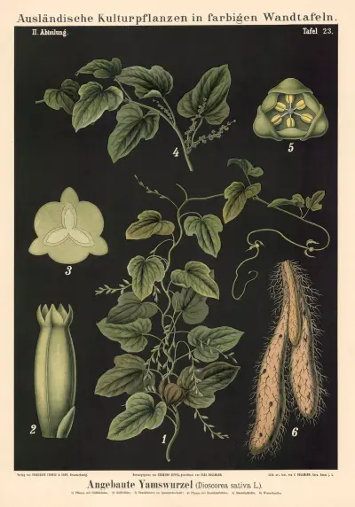 Angebaute Yamswurzel (Dioscorea sativa L.) av Carl Bollmann