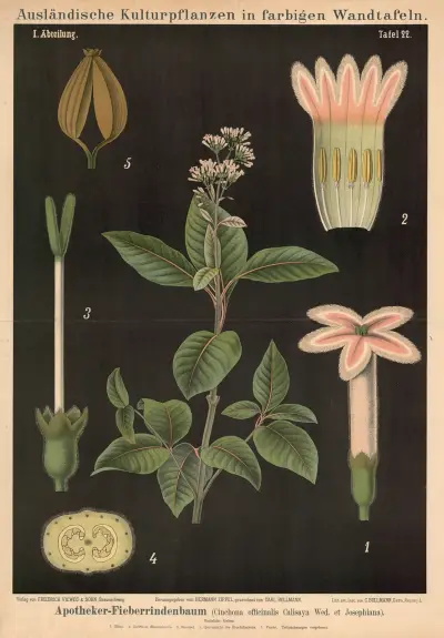 Kinaträd (Cinchona officinalis Calisaya Wed. et Josephiana) av Carl Bollmann