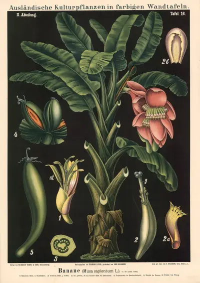 Banane (Musa sapientum L.) von Carl Bollmann