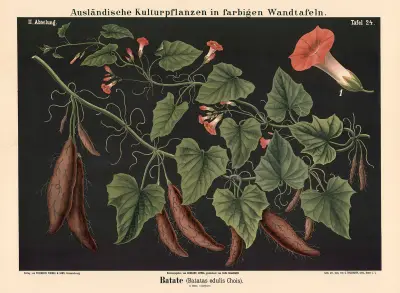 Batate (Batatas edulis Chois) av Carl Bollmann