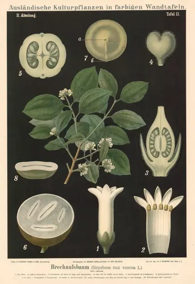 Brechnussbaum (Strychnos nux vomica L.) av Carl Bollmann