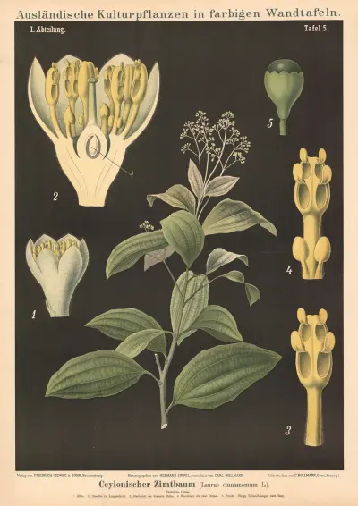 Ceylonischer Zimtbaum (Laurus cinnamomum L.) von Carl Bollmann
