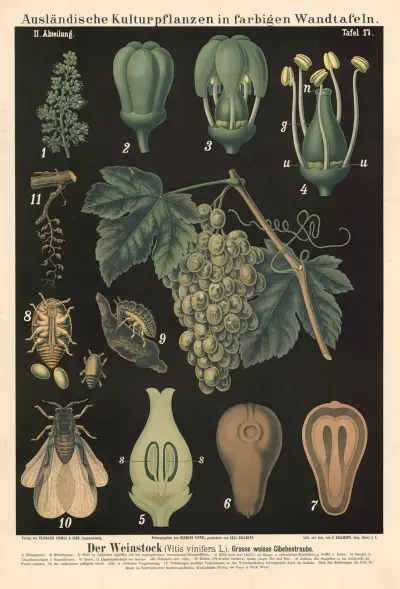 Der Weinstock (Vitis vinifera L.). Grosse weisse Cibebentraube av Carl Bollmann