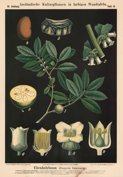 Ebenholzbaum (Diospyros Dalechamps). av Carl Bollmann