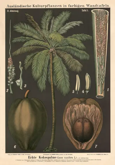 Echte Kokospalme (Cocos nucifera L.) av Carl Bollmann