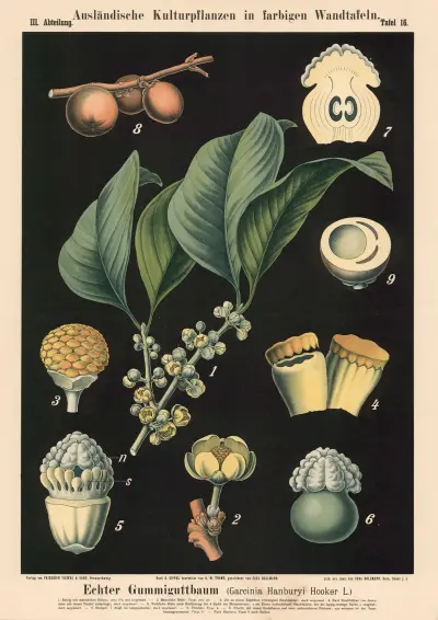 Echter Gummiguttbaum (Garcinia Hanburyi Hooker L.) av Carl Bollmann