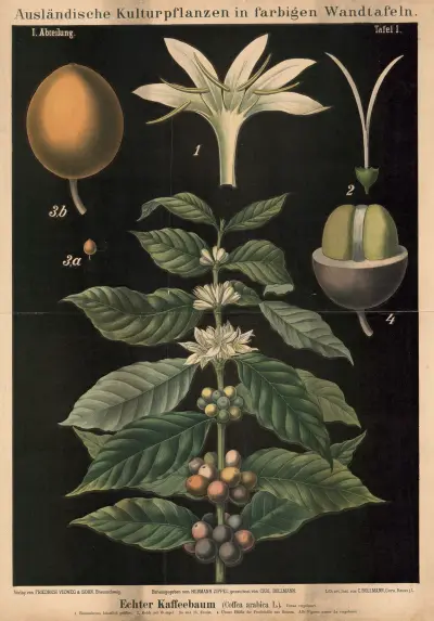 Äkta kaffeträd (Coffea arabica L.) av Carl Bollmann