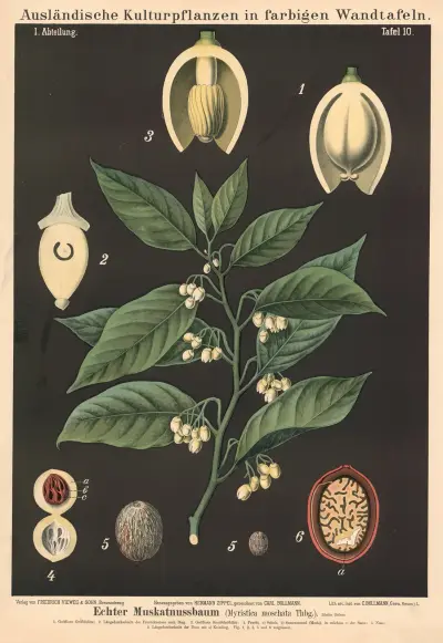 Äkta muskotnöt (Myristica moschata) av Carl Bollmann