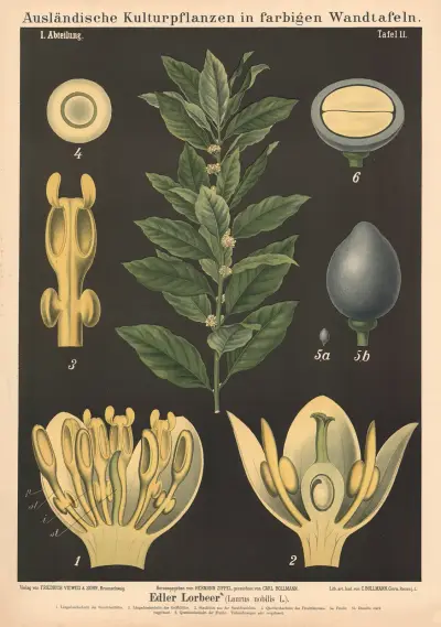 Edler Lorbeer (Laurus nobilis L.) av Carl Bollmann