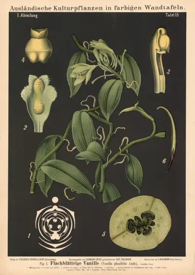 Flachblättrige Vanille (Vanilla planifolia Andr.) av Carl Bollmann