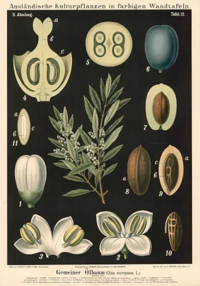 Vanligt olivträd (Olea europaea L.) av Carl Bollmann